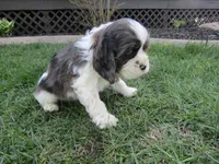 Emma, a female Cocker Spaniel for sale in Shipshewana, IN – Photo 4 of 6
