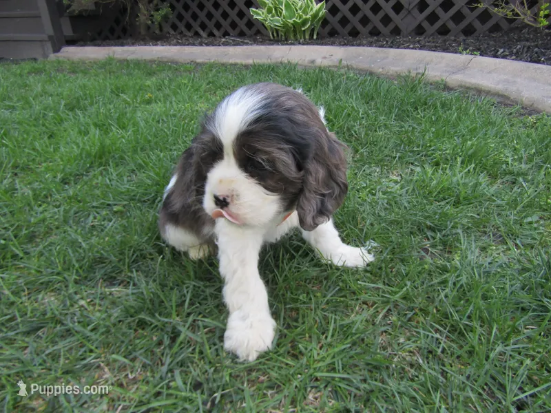 Emma – Cocker Spaniel puppy for sale in Shipshewana, IN