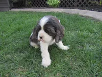Emma, a female Cocker Spaniel for sale in Shipshewana, IN – Photo 1 of 6