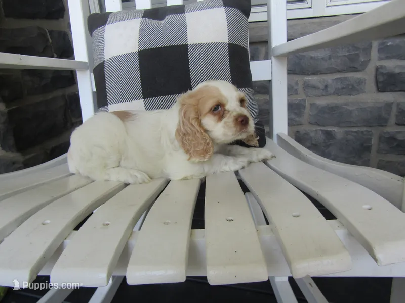 Jaki – Cocker Spaniel puppy for sale in Shipshewana, IN