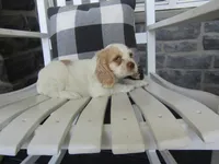 Jaki, a female Cocker Spaniel for sale in Shipshewana, IN – 1 of 5