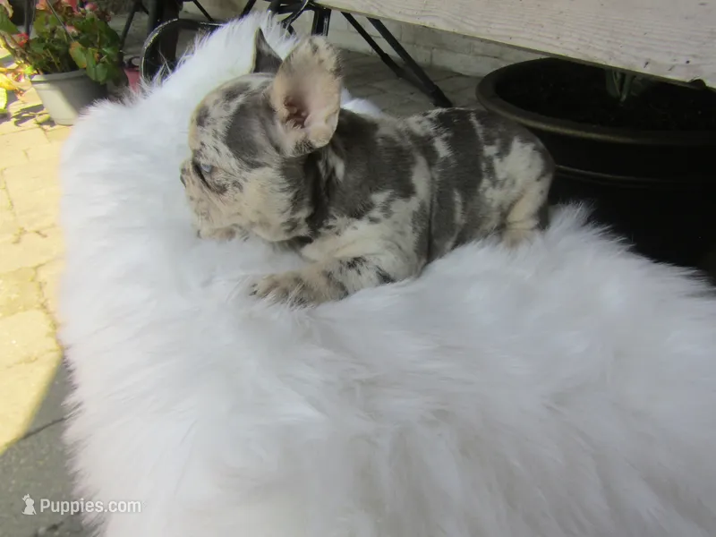 Jake – French Bulldog puppy for sale in Shipshewana, IN