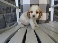 Courtney , a male Cocker Spaniel for sale in Shipshewana, IN – 5 of 6