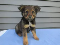 Bear , a male Shetland Sheepdog and Miniature Australian Shepherd for sale in Shipshewana, IN – 1 of 7