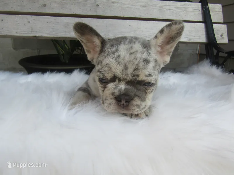 Brody – French Bulldog puppy for sale in Shipshewana, IN