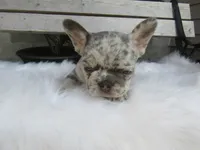 Brody, a male French Bulldog for sale in Shipshewana, IN – 3 of 7