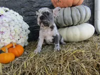 Max, a female French Bulldog and Frenchton for sale in Shipshewana, IN – 6 of 7