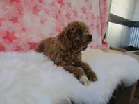 Riley Teacup, a female Poodle - Toy  for sale in Shipshewana, IN – 8 of 8