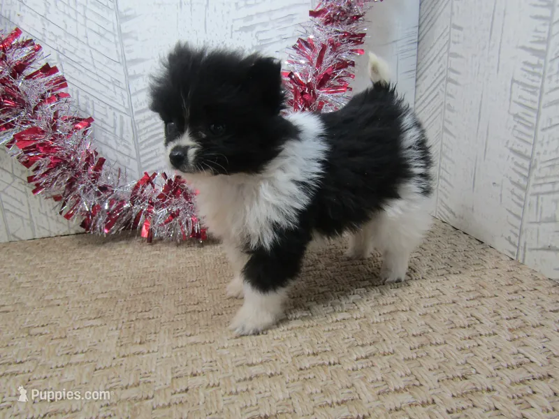 Gabe Teacup – Pomeranian puppy for sale in Shipshewana, IN