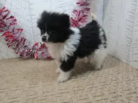 Gabe Teacup, a male Pomeranian for sale in Shipshewana, IN – 3 of 5