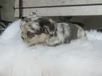 Gus, a male French Bulldog for sale in Shipshewana, IN – 3 of 6