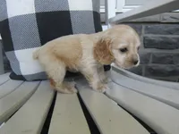 Janna, a female Cocker Spaniel for sale in Shipshewana, IN – 4 of 4
