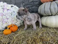 Milo, a female French Bulldog and Frenchton for sale in Shipshewana, IN – 5 of 7