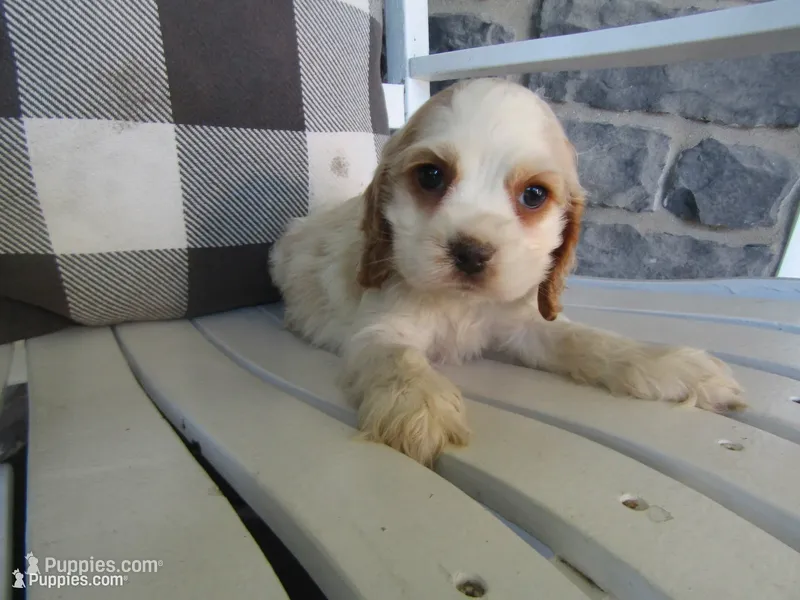Carla – Cocker Spaniel puppy for sale in Shipshewana, IN