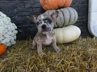 Milo, a female French Bulldog and Frenchton for sale in Shipshewana, IN – 6 of 7