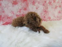 Riley Teacup, a female Poodle - Toy  for sale in Shipshewana, IN – 4 of 8