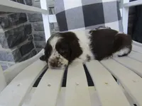 Jade , a female Cocker Spaniel for sale in Shipshewana, IN – 2 of 5
