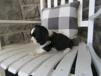 Charles , a male Cocker Spaniel for sale in Shipshewana, IN – 3 of 5