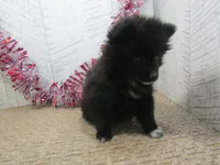 Carrie, a male Pomeranian for sale in Shipshewana, IN – 3 of 6