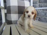 Courtney , a male Cocker Spaniel for sale in Shipshewana, IN – 2 of 6