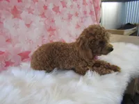 Riley Teacup, a female Poodle - Toy  for sale in Shipshewana, IN – 7 of 8