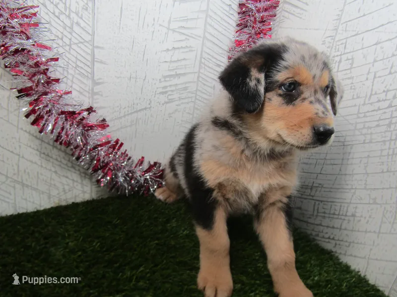 Jake – German Shepherd Dog puppy for sale in Shipshewana, IN