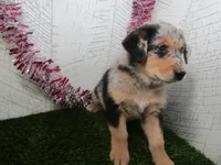 Jake, a male German Shepherd Dog for sale in Shipshewana, IN – 1 of 5