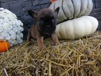 Charlie, a female French Bulldog and Frenchton for sale in Shipshewana, IN – 5 of 5