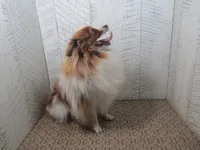 Sadie , a female Pomeranian for sale in Shipshewana, IN – 4 of 5