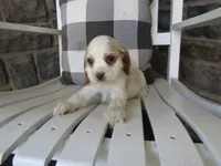 Carla, a male Cocker Spaniel for sale in Shipshewana, IN – 2 of 5