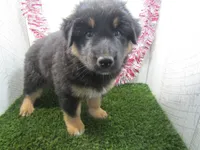 JORGE, a male German Shepherd Dog for sale in Shipshewana, IN – 7 of 7