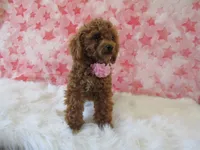 Riley Teacup, a female Poodle - Toy  for sale in Shipshewana, IN – 3 of 8