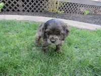 Alexa, a female Cocker Spaniel for sale in Shipshewana, IN – Photo 2 of 4