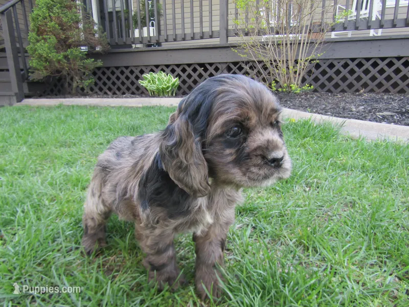 Alexa – Cocker Spaniel puppy for sale in Shipshewana, IN