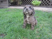 Alexa, a female Cocker Spaniel for sale in Shipshewana, IN – Photo 4 of 4