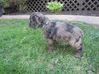 Alexa, a female Cocker Spaniel for sale in Shipshewana, IN – Photo 3 of 4