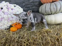 Max, a female French Bulldog and Frenchton for sale in Shipshewana, IN – 2 of 7