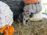 Max, a female French Bulldog and Frenchton for sale in Shipshewana, IN – 4 of 7