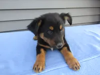 Bentley, a male Shetland Sheepdog and Miniature Australian Shepherd for sale in Shipshewana, IN – 5 of 6