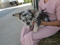 Gus Fluffy , a male French Bulldog for sale in Shipshewana, IN – 3 of 7