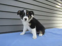 Bubbles, a female Shetland Sheepdog and Miniature Australian Shepherd for sale in Shipshewana, IN – 3 of 3