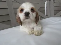 processed/927b3fb9-0366-4e63-997d-0332e7ad38b3/listing/59bf4799-8170-487a-89f7-9253a47233f1/ddc8e2e5-156c-49df-b591-2fb8b11b43ce