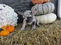Max, a female French Bulldog and Frenchton for sale in Shipshewana, IN – 7 of 7