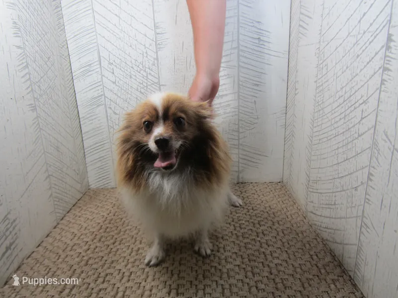 Sadie  – Pomeranian puppy for sale in Shipshewana, IN