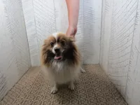 Sadie , a female Pomeranian for sale in Shipshewana, IN – 3 of 5
