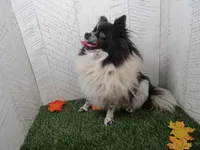 Vera , a female Pomeranian for sale in Shipshewana, IN – 6 of 6