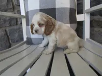 Courtney , a male Cocker Spaniel for sale in Shipshewana, IN – 6 of 6