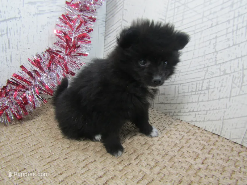 Carrie – Pomeranian puppy for sale in Shipshewana, IN