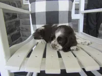 Jade , a female Cocker Spaniel for sale in Shipshewana, IN – 3 of 5
