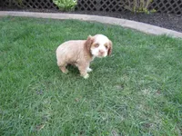Beau, a male Cocker Spaniel for sale in Shipshewana, IN – Photo 2 of 4